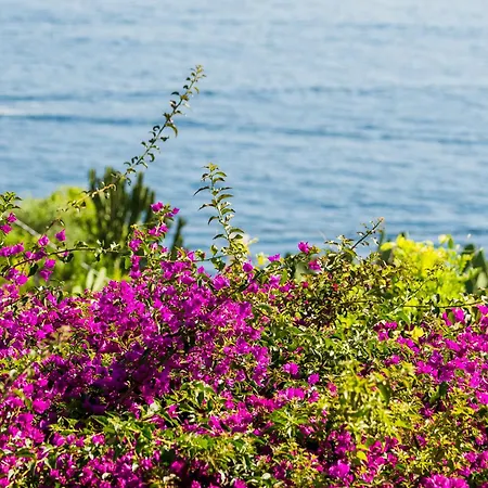 Marina - Preferred & Capri